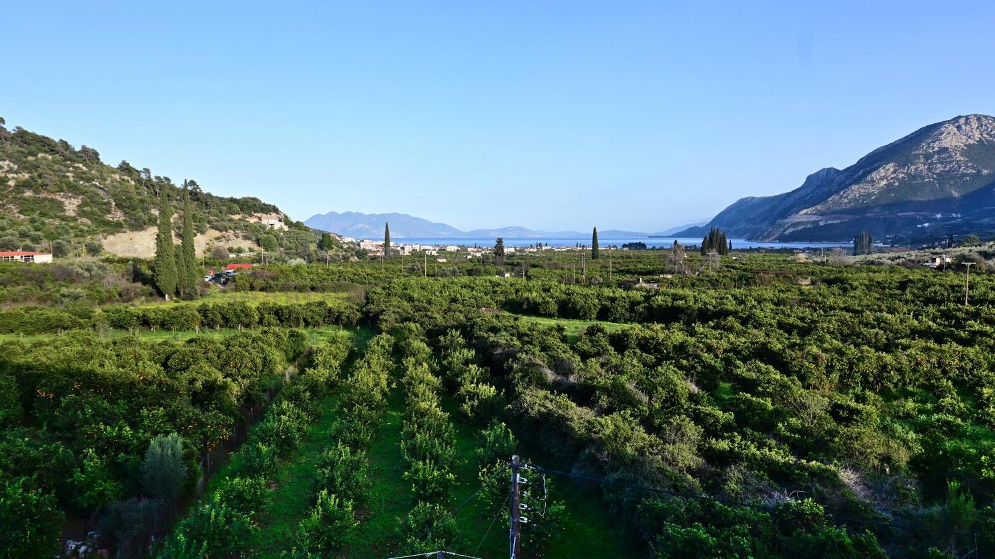 The Olive Tree Apartment Epidaurus