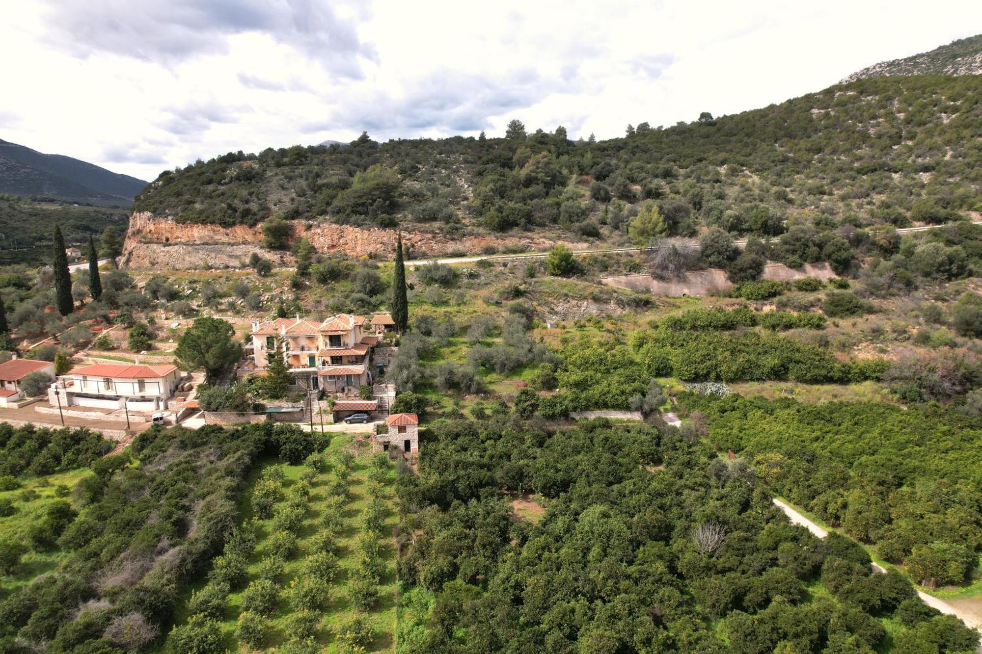 The Olive Tree Apartment